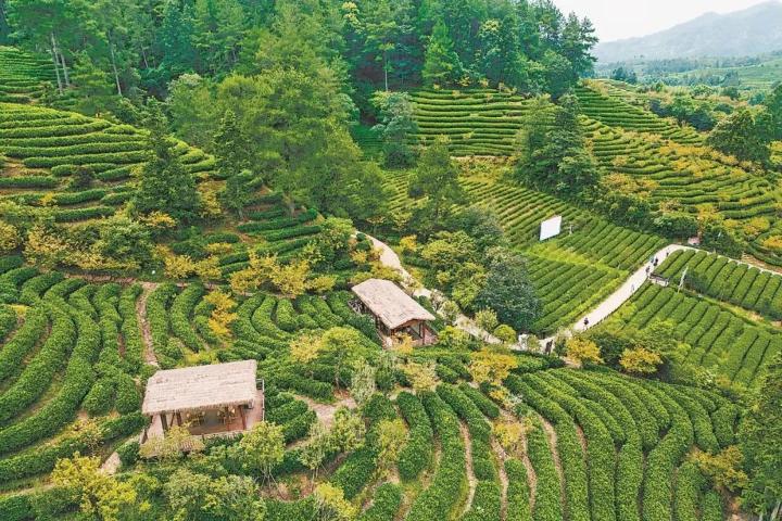 高质量发展调研行｜武夷山何以产好茶？“三茶”统筹香飘万里