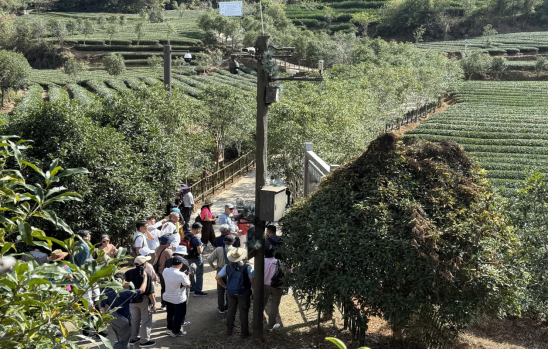 活动期间，嘉宾游览福建武夷山燕子窠