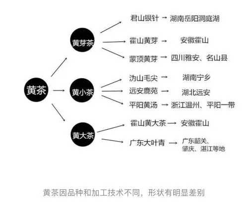 一文看懂黄茶