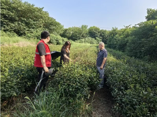 扬州人保财险推出全市首单茶树种植及茶叶气象指数保险